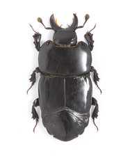 Hololepta aequalis