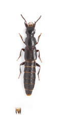 Quedionuchus