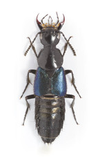 Philonthus caeruleipennis