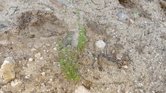 Galium porrigens porrigens