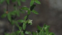 Galium porrigens porrigens