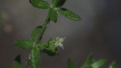 Galium porrigens porrigens