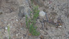 Galium porrigens porrigens