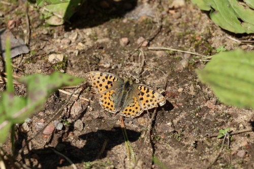 Queen of Spain Fritillary