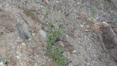 Galium porrigens porrigens