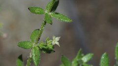 Galium porrigens porrigens