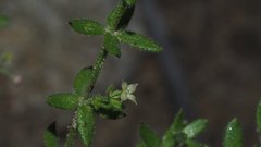 Galium porrigens porrigens