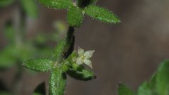 Galium porrigens porrigens