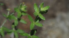 Galium porrigens porrigens
