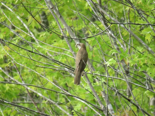 Black-billed Cuckoo observed by douglasbubbletrousers