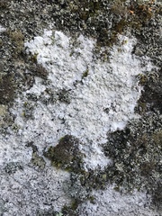 Phlyctis petraea