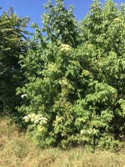 Sambucus cerulea