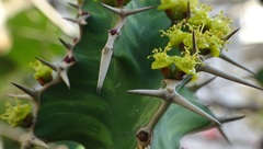 Euphorbia