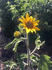 Helianthus annuus