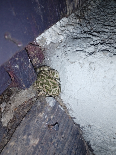 Green Toad