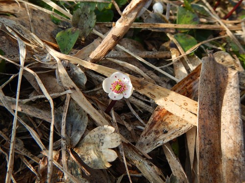 Coptis trifoliolata iNat (3)