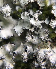 Parmotrema subisidiosum