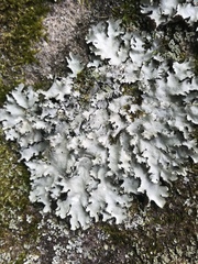 Parmotrema subisidiosum