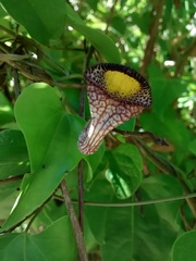 Aristolochia triangularis
