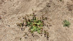 Centrostegia thurberi