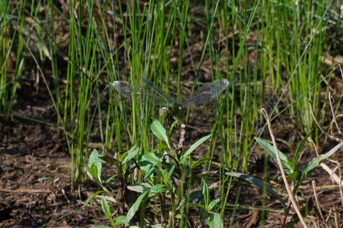 Amazon Darner photo 6