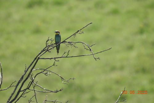 European Bee-eater