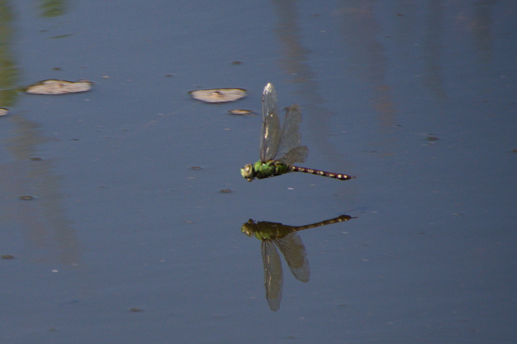 Amazon Darner