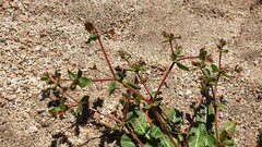 Centrostegia thurberi