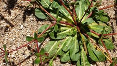 Centrostegia thurberi