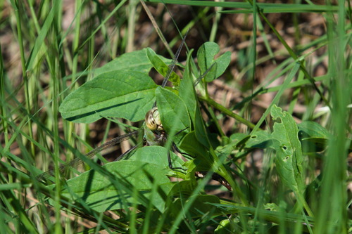 Amazon Darner photo 3