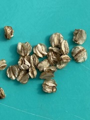 Vesper montanus