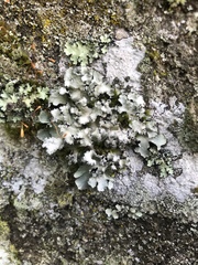Parmotrema subisidiosum