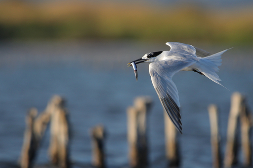 Charrán patinegro (Thalasseus sandvicensis)