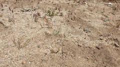 Saltugilia australis