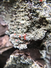 Cladonia ravenelii