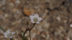 Saltugilia australis