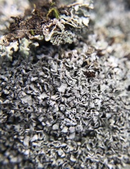Cladonia stipitata