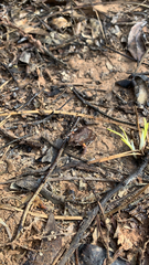 Pseudophryne bibronii