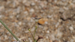 Saltugilia australis