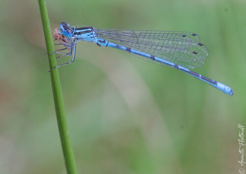 Azure Damselfly