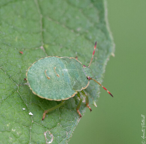 Green Shield Bug