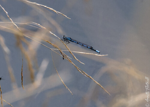 Common Blue Damselfly