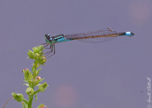 Blue-tailed Damselfly