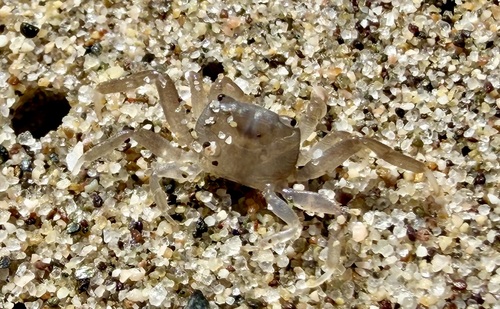 Cyclograpsus escondidensis (Cyclograpsus escondidensis)