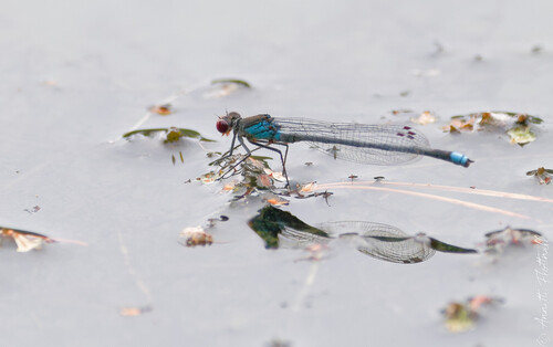 Red-eyed Damselfly