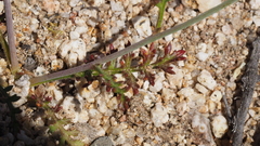 Saltugilia australis