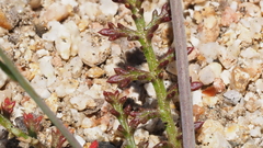 Saltugilia australis