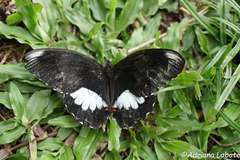 Papilio ambrax