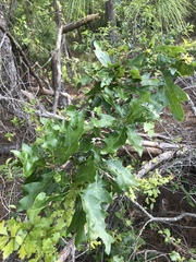 Quercus georgiana
