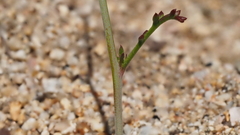 Saltugilia australis